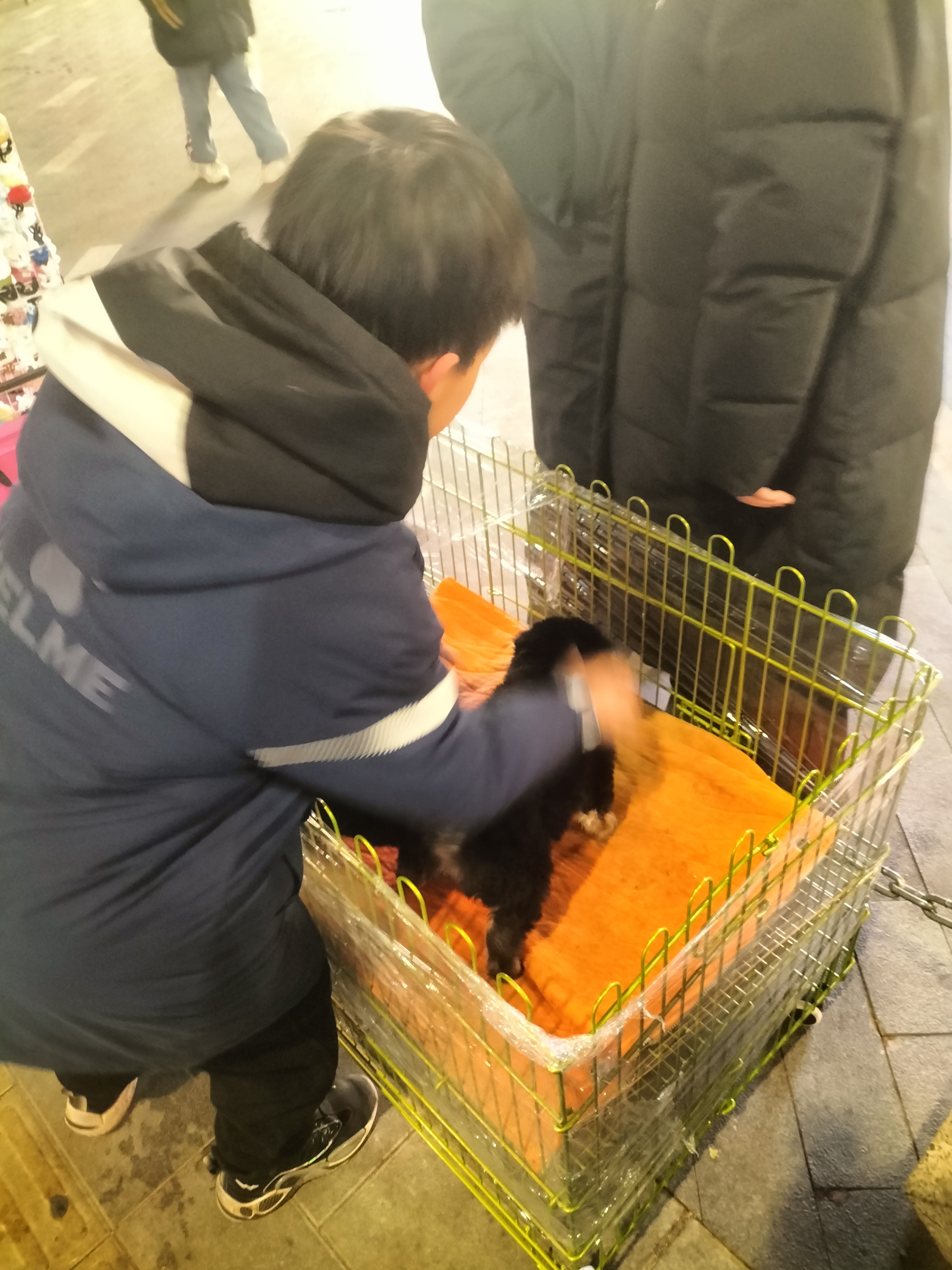 自家繁育品相优秀，价格合理欢迎来聊！